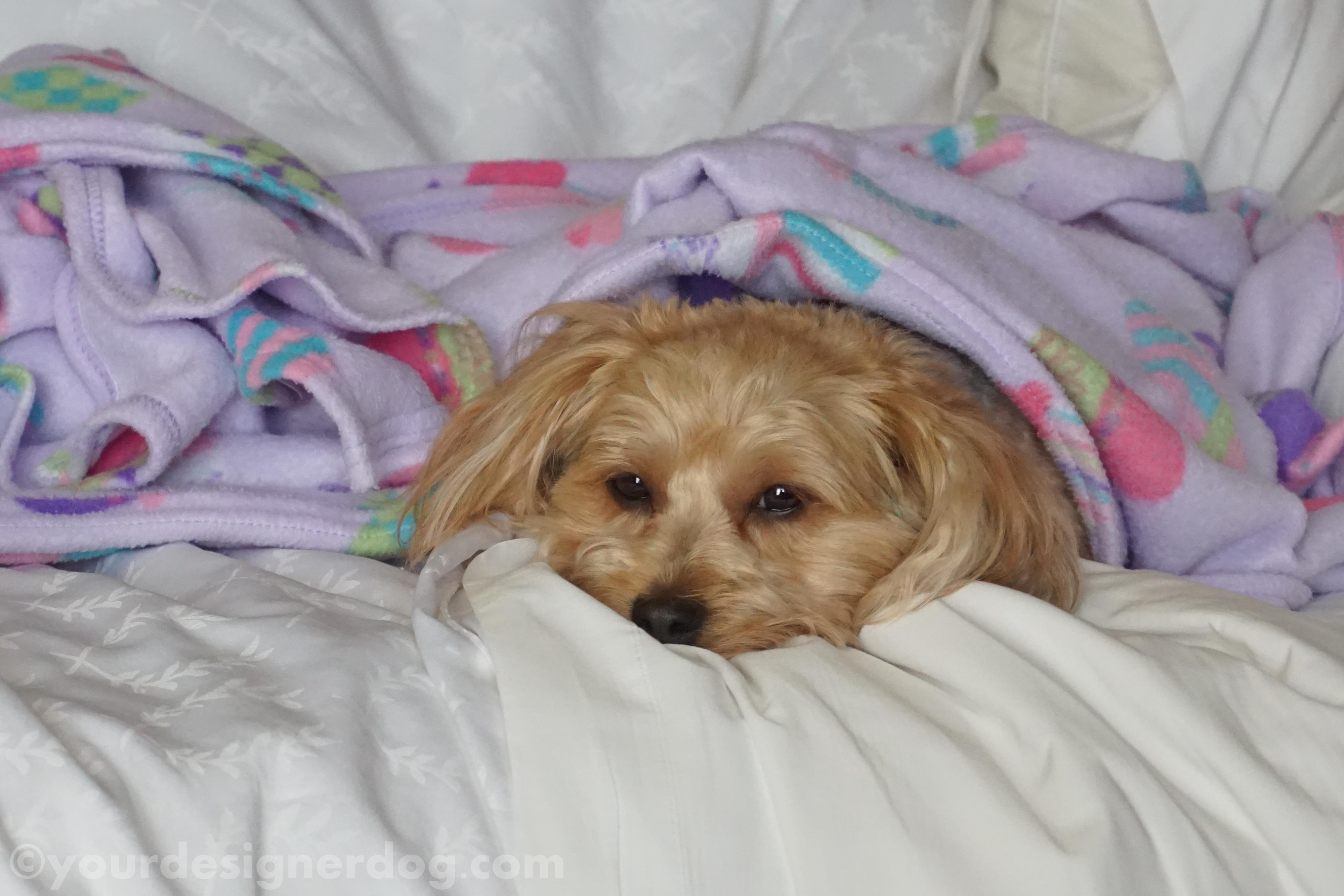 dogs, designer dogs, yorkipoo, yorkie poo, blanket, comfort, hotel