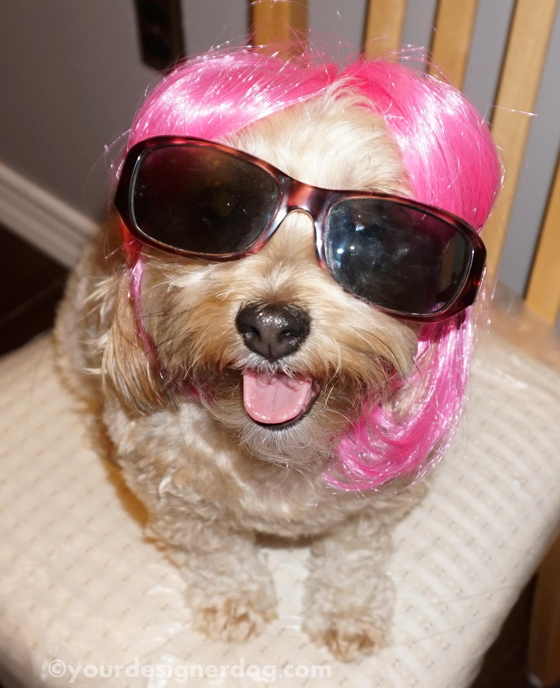 dogs, designer dogs, sunglasses, wig, disguise, paparazzi