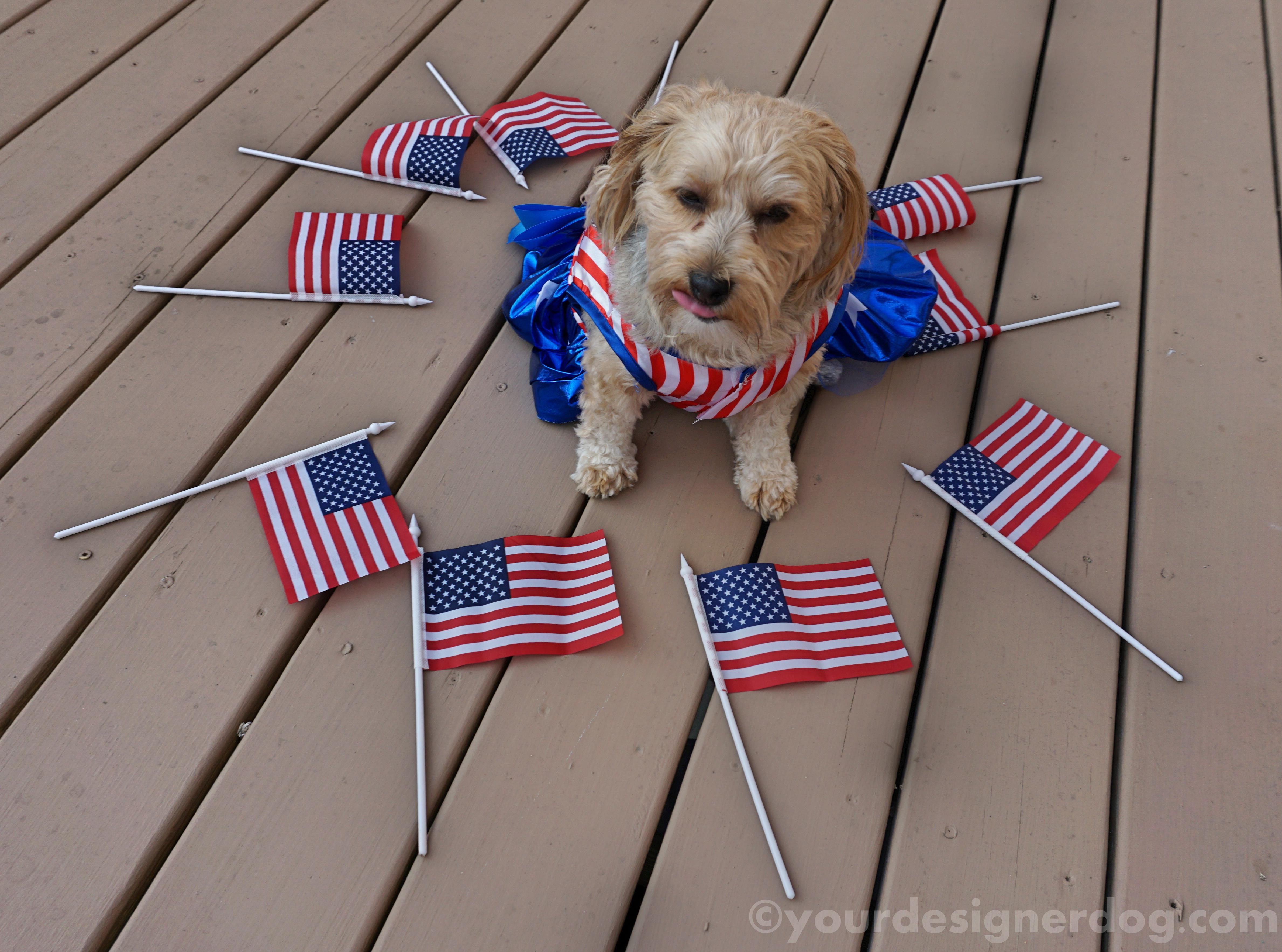 dogs, designer dogs, yorkipoo, yorkie poo, flag, patriotic, american, blooper