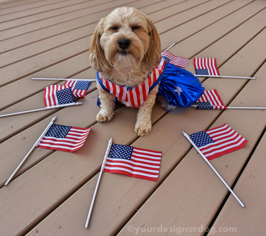 dogs, designer dogs, yorkipoo, yorkie poo, flag, patriotic, american, blooper