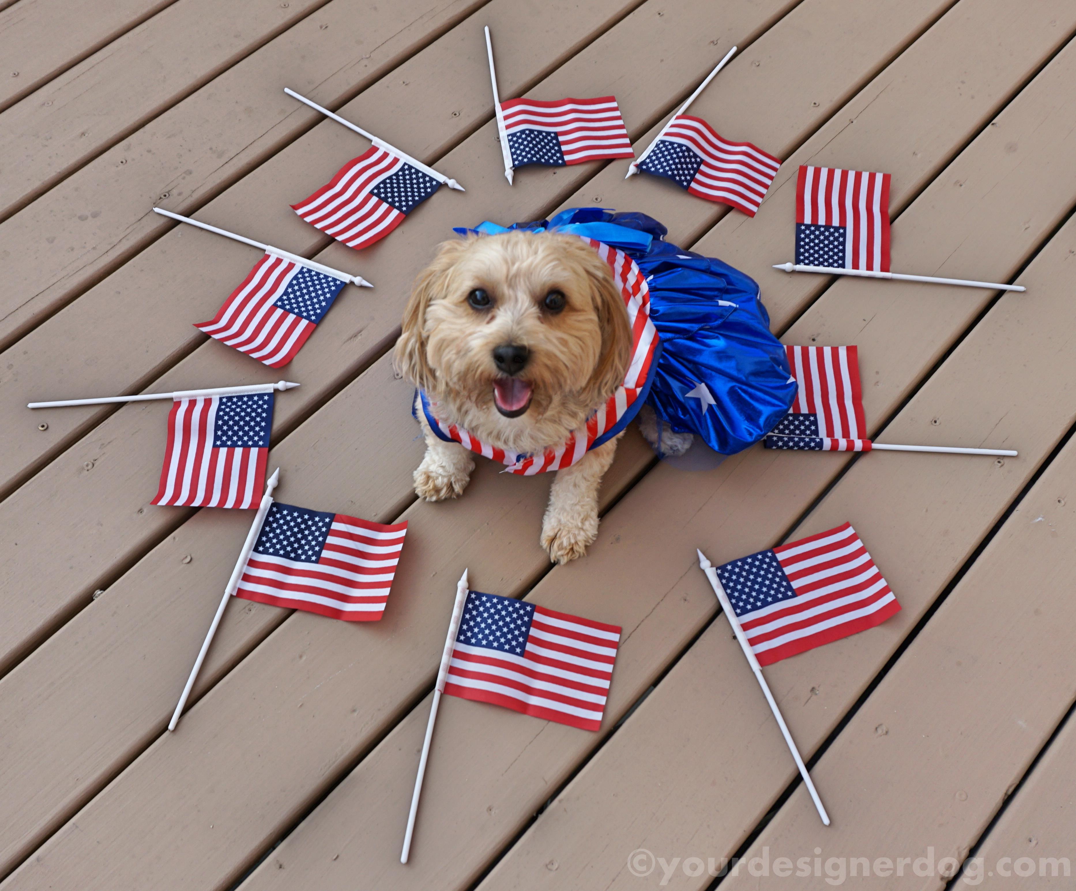 dogs, designer dogs, yorkipoo, yorkie poo, flag, patriotic, american, dog smiling