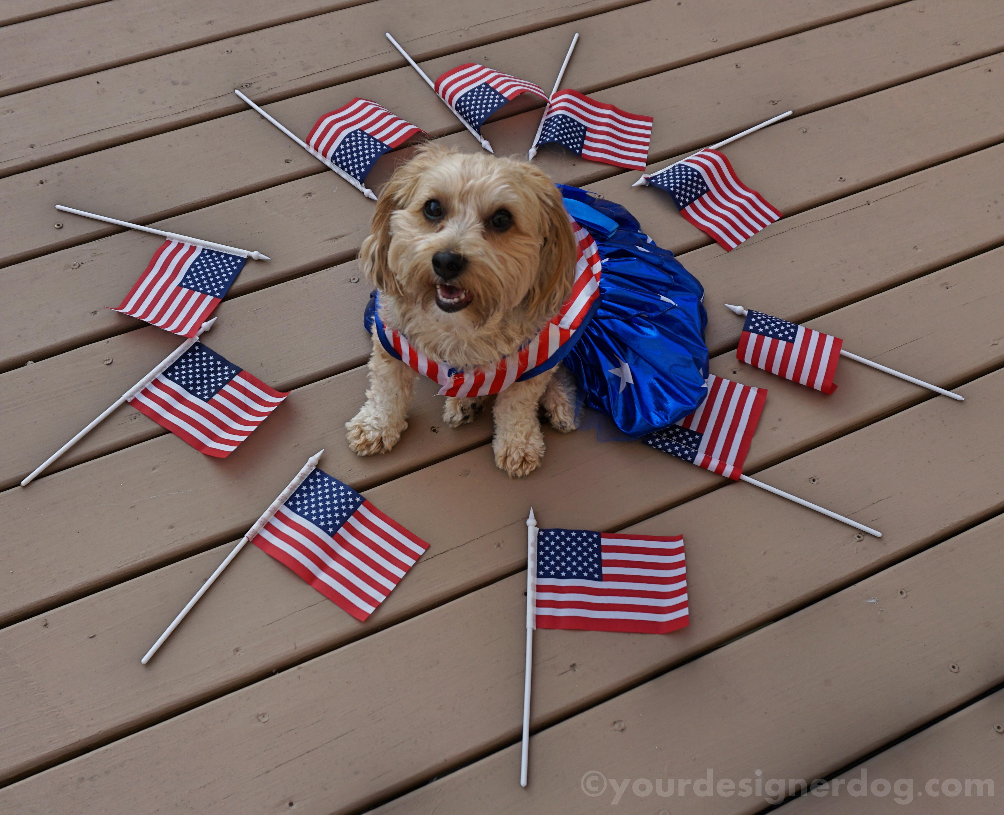 dogs, designer dogs, yorkipoo, yorkie poo, flag, patriotic, american, dog smiling