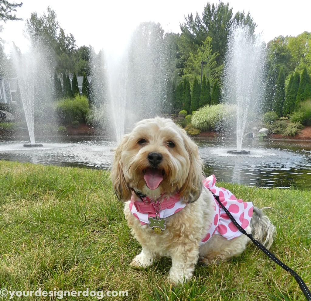 dogs, designer dogs, yorkipoo, yorkie poo, water, fountain, dog smiling, tongue out