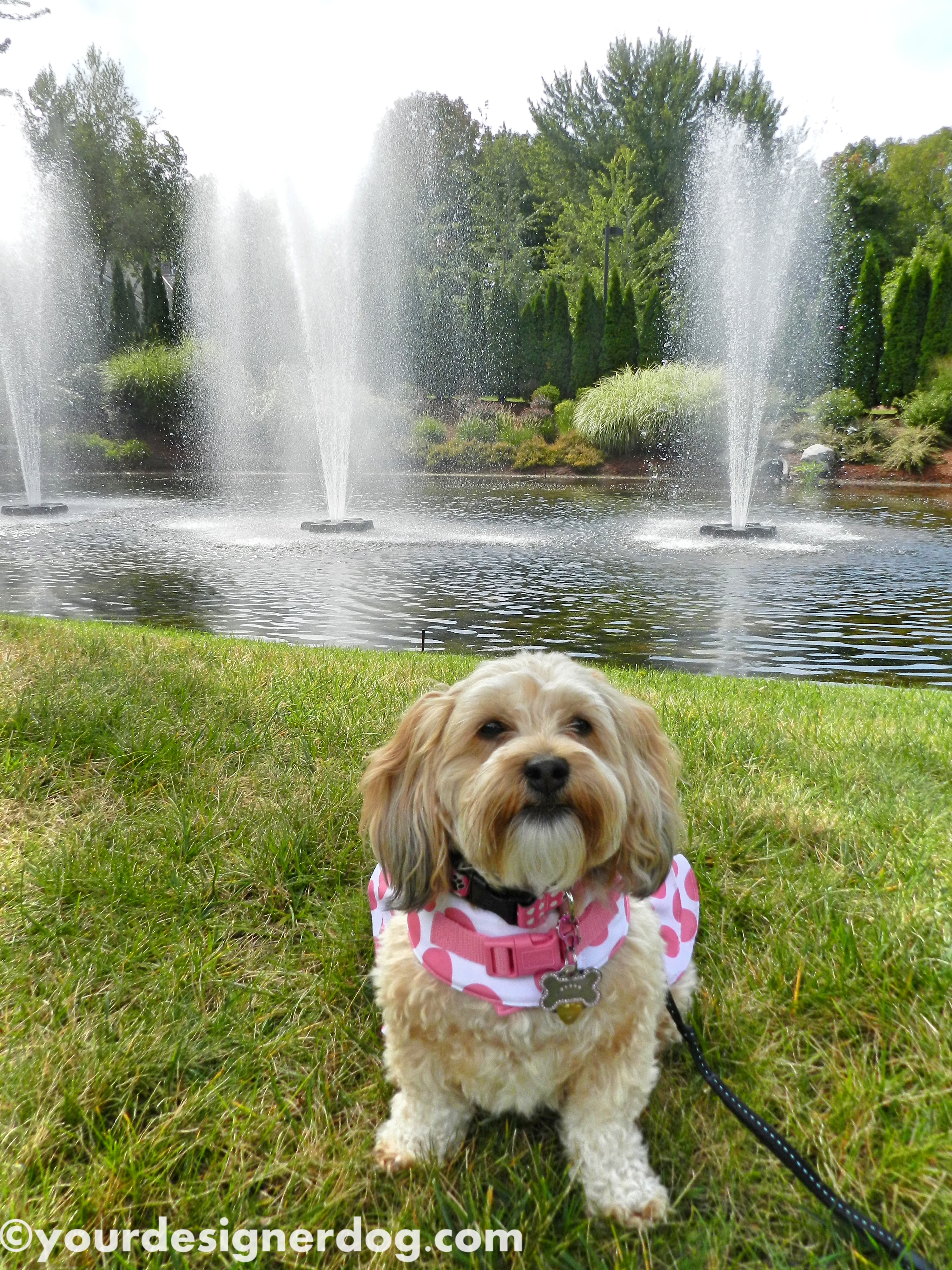 dogs, designer dogs, yorkipoo, yorkie poo, water, fountain, dog smiling, tongue out