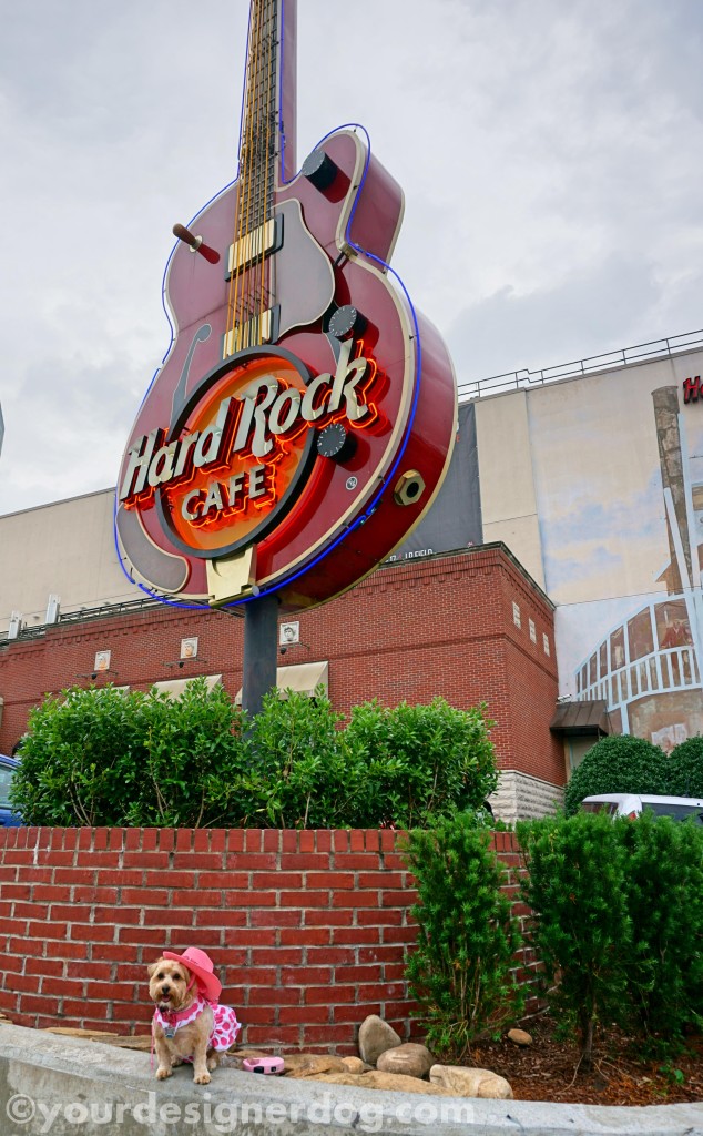 dogs, designer dogs, yorkipoo, yorkie poo, hard rock cafe, mashville, cowboy, guitar