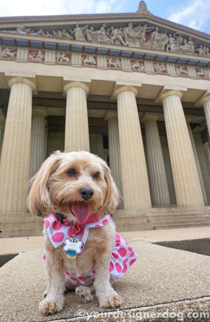 dogs, designer dogs, yorkipoo, yorkie poo, temple, parthenon, nashville, tongue out, dog smiling
