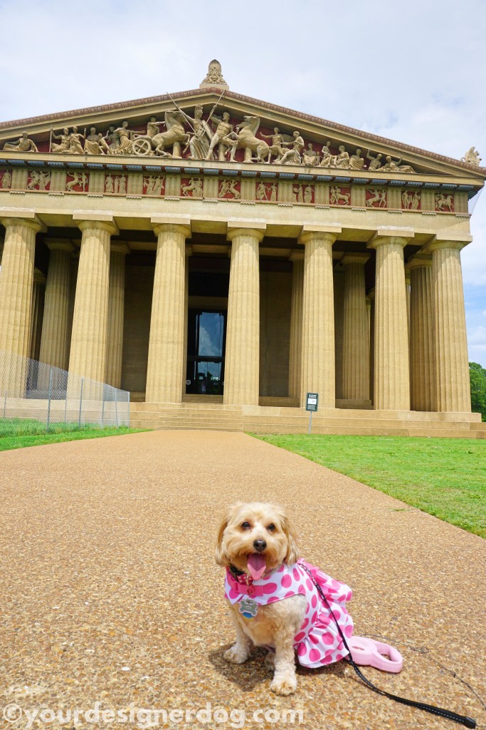 dogs, designer dogs, yorkipoo, yorkie poo, temple, parthenon, nashville, tongue out, dog smiling