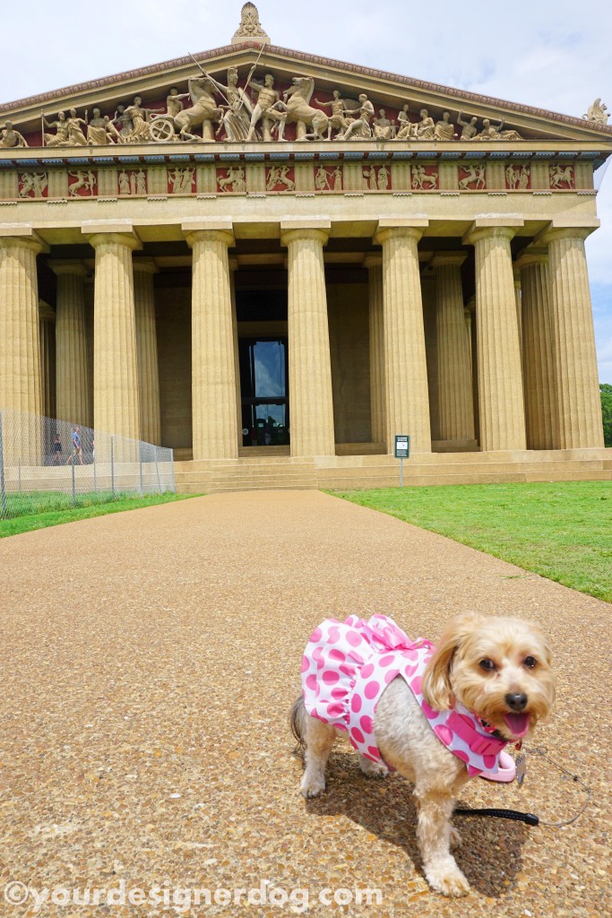 dogs, designer dogs, yorkipoo, yorkie poo, temple, parthenon, nashville, tongue out, dog smiling