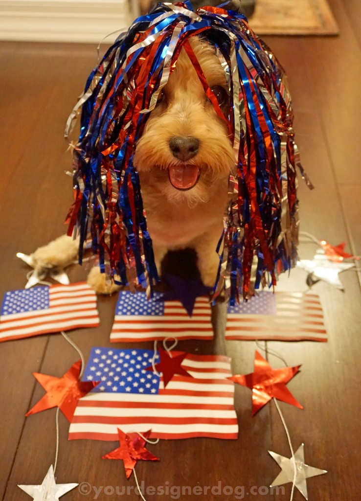 dogs, designer dogs, yorkipoo, yorkie poo, patriotic. american flag, fourth of july