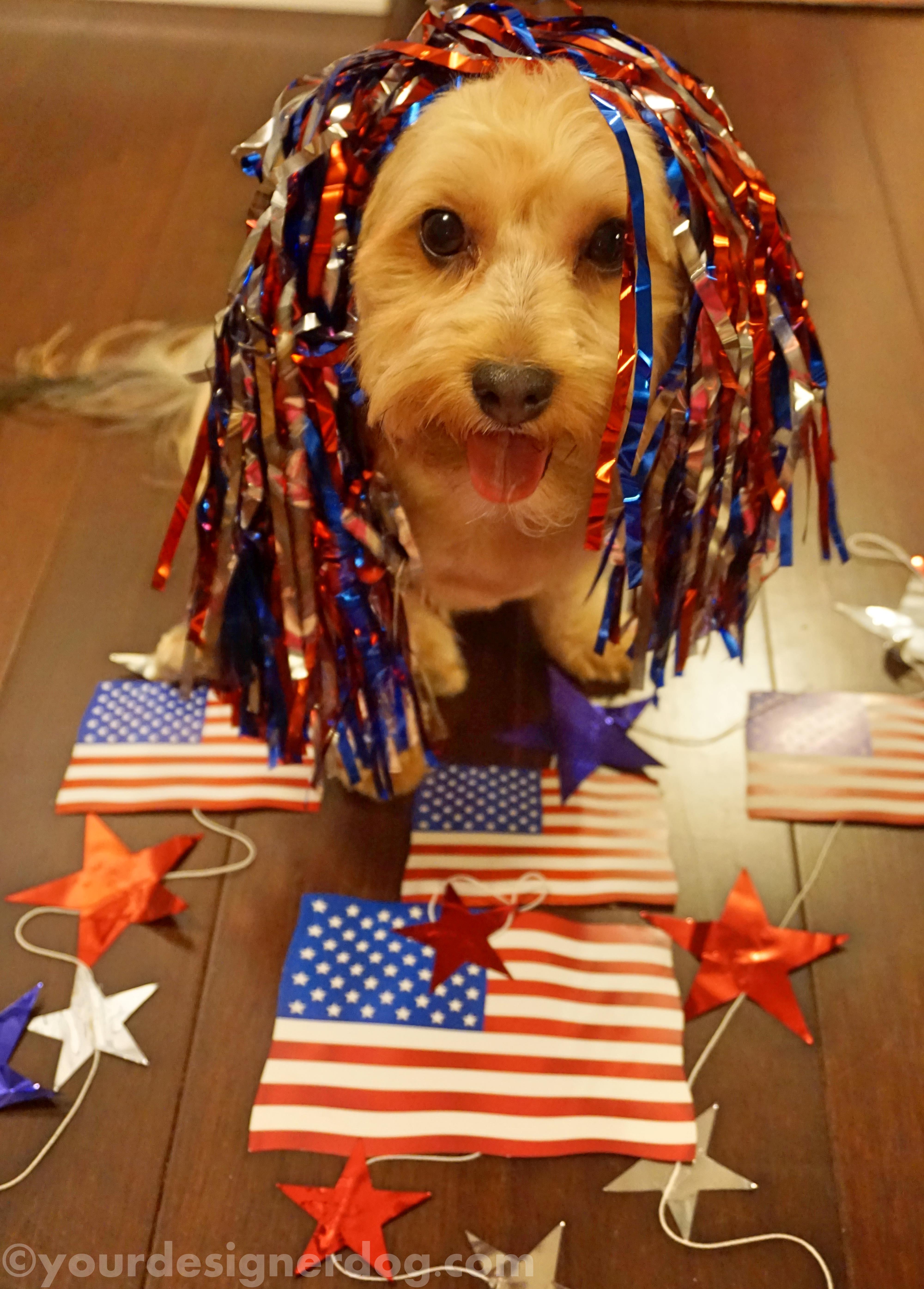 dogs, designer dogs, yorkipoo, yorkie poo, patriotic. american flag, fourth of july