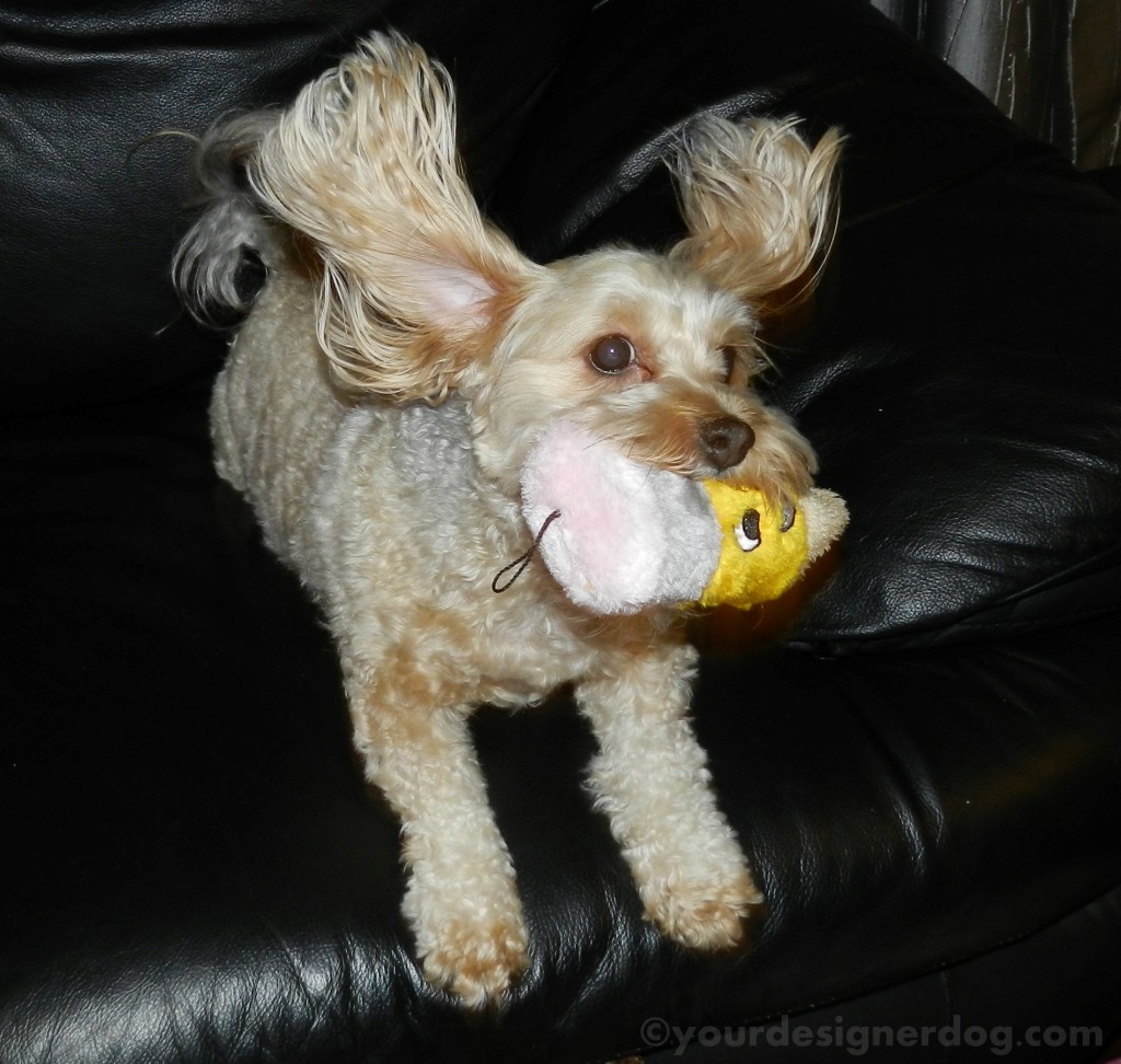 dogs, designer dogs, yorkipoo, yorkie poo, catch, play, dog toy