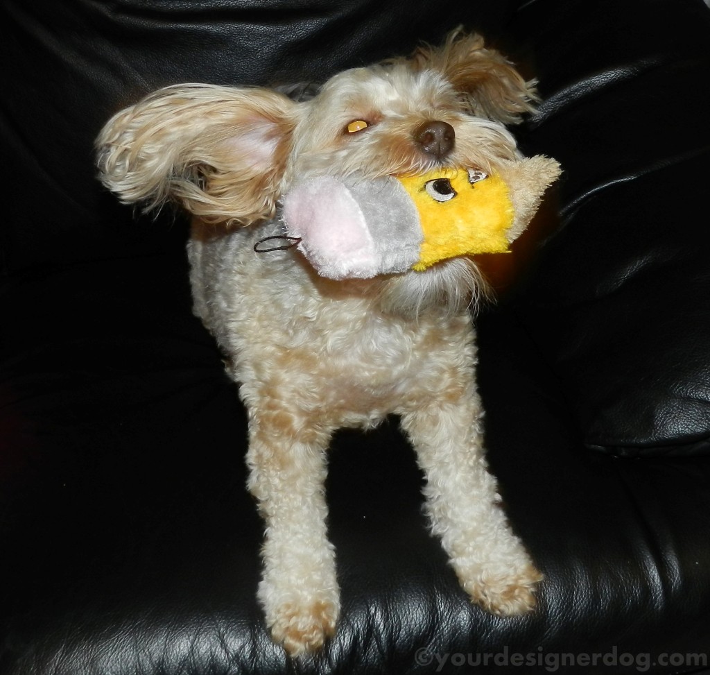 dogs, designer dogs, yorkipoo, yorkie poo, catch, play, dog toy