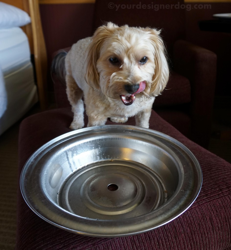 dogs, designer dogs, yorkipoo, yorkie poo, dog bowl, room service, tongue out