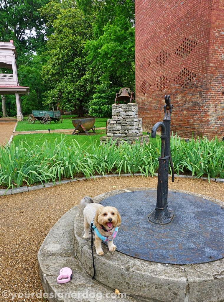 dogs, designer dogs, yorkipoo, yorkie poo, belle meade, plantation, nashville tennessee