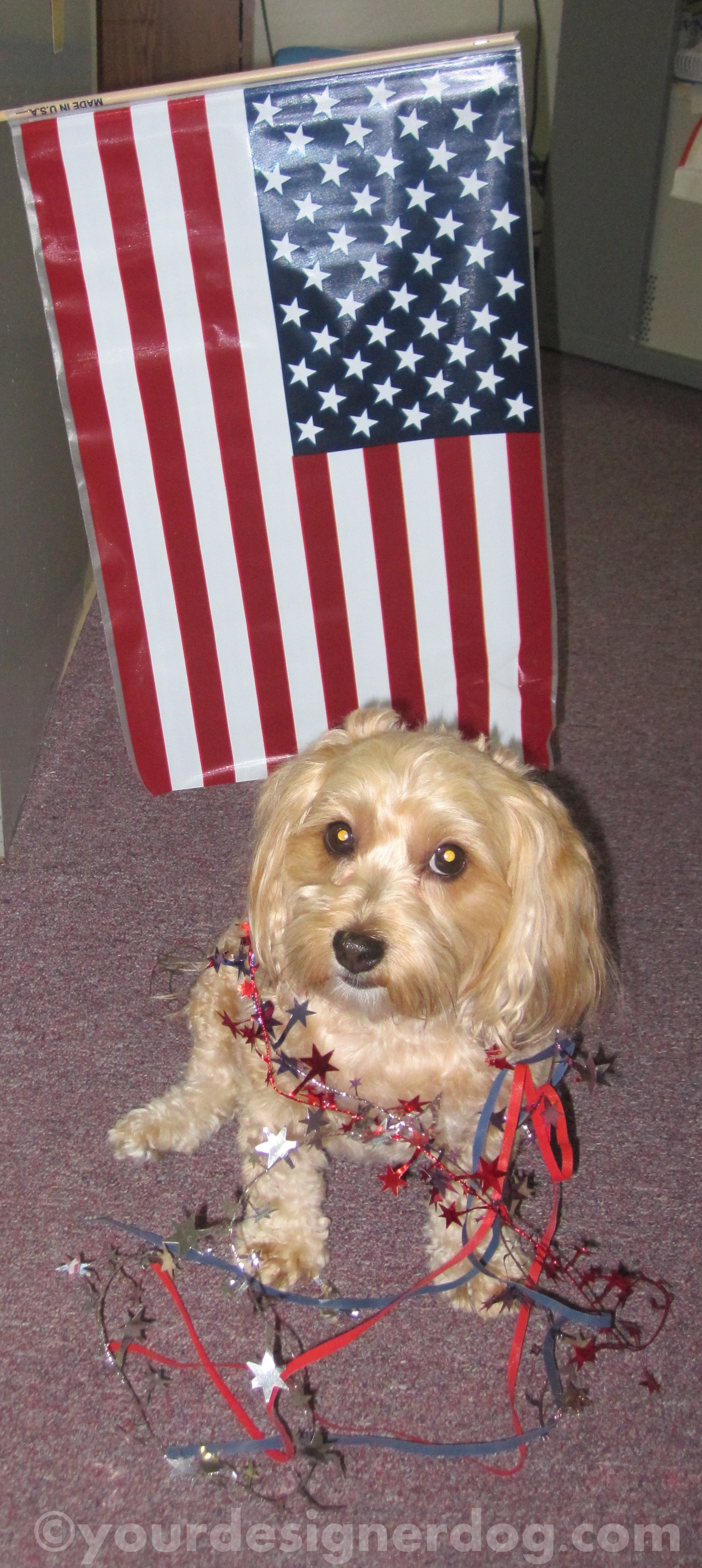 dogs, designer dogs, yorkipoo, yorkie poo, flag, patriotic, 4th of july