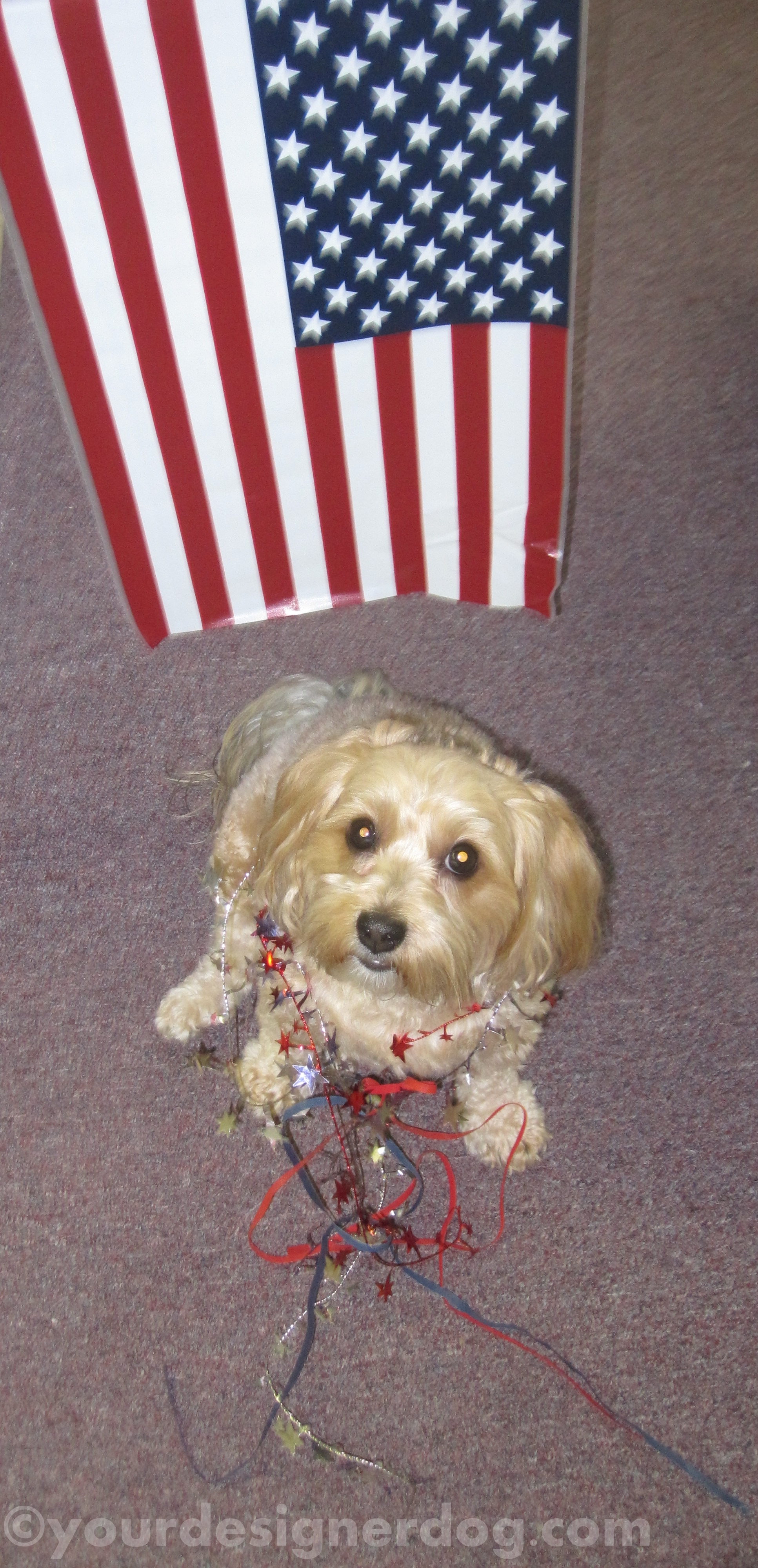 dogs, designer dogs, yorkipoo, yorkie poo, flag, patriotic, 4th of july