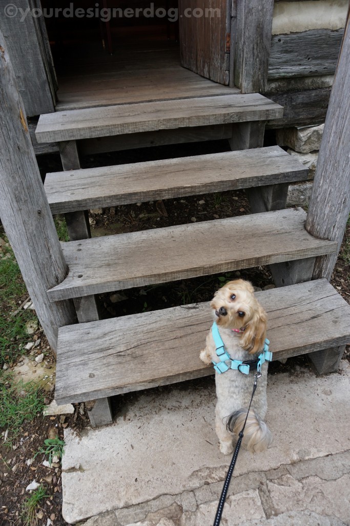 dogs, designer dogs, yorkipoo, yorkie poo, stairs, log cabin