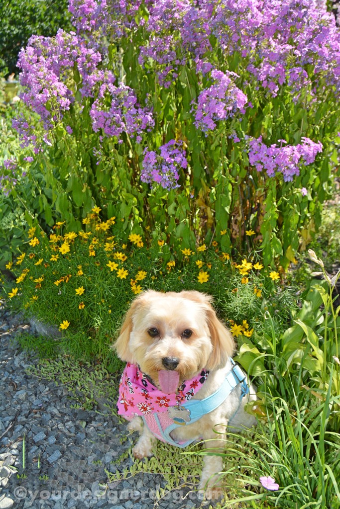 dogs, designer dogs, yorkipoo, yorkie poo, dogs with flowers, tongue out, dog smiling