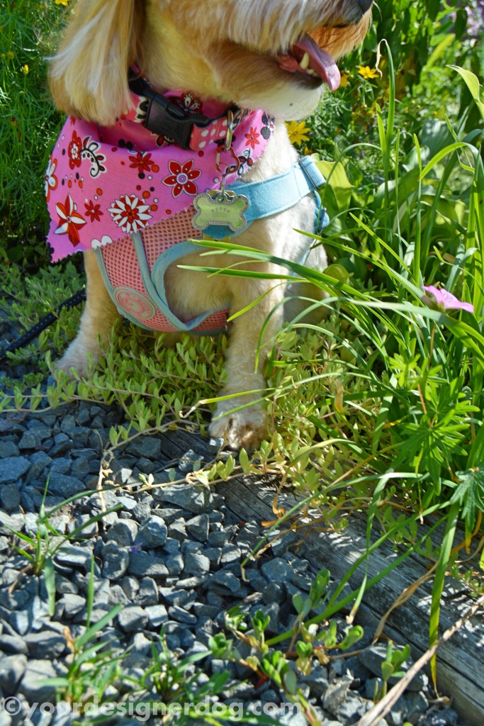 dogs, designer dogs, yorkipoo, yorkie poo, dogs with flowers, tongue out, dog smiling