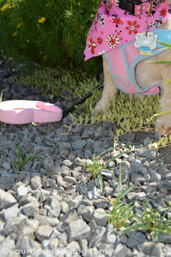 dogs, designer dogs, yorkipoo, yorkie poo, dogs with flowers, tongue out, dog smiling