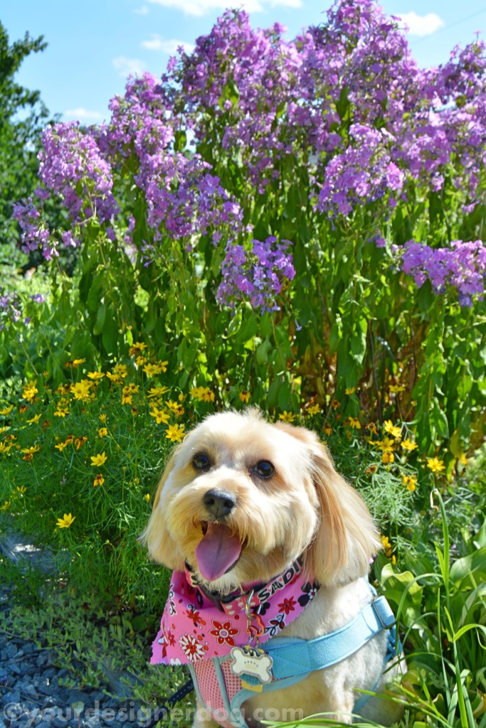 dogs, designer dogs, yorkipoo, yorkie poo, dogs with flowers, tongue out, dog smiling