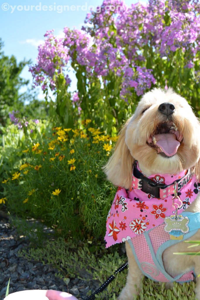 dogs, designer dogs, yorkipoo, yorkie poo, dogs with flowers, tongue out, dog smiling