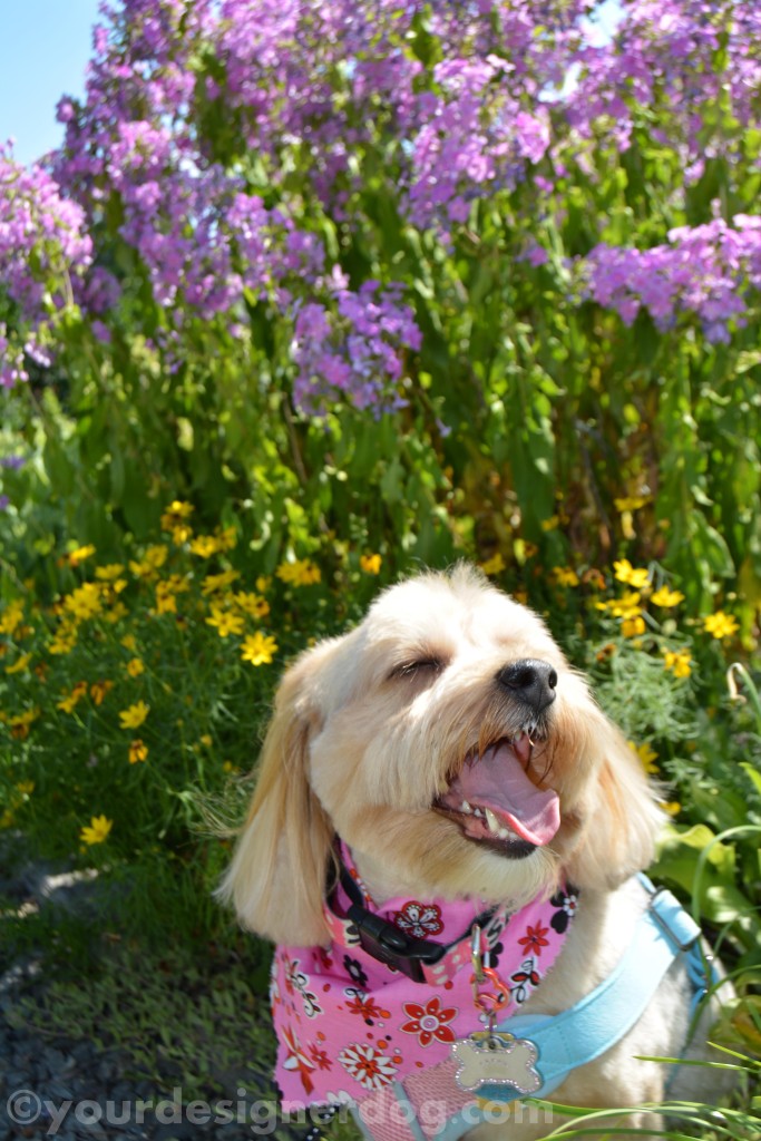 dogs, designer dogs, yorkipoo, yorkie poo, dogs with flowers, tongue out, dog smiling