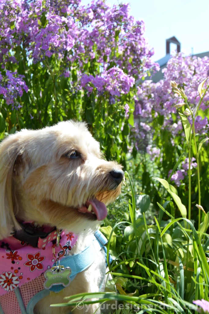 dogs, designer dogs, yorkipoo, yorkie poo, dogs with flowers, tongue out, dog smiling