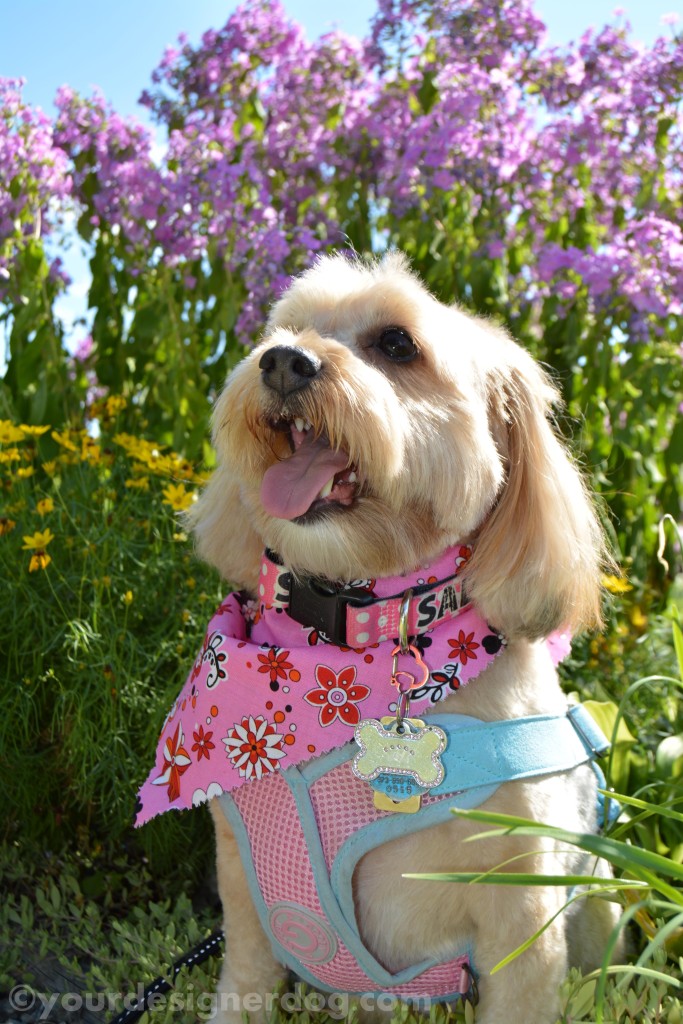 dogs, designer dogs, yorkipoo, yorkie poo, dogs with flowers, tongue out, dog smiling