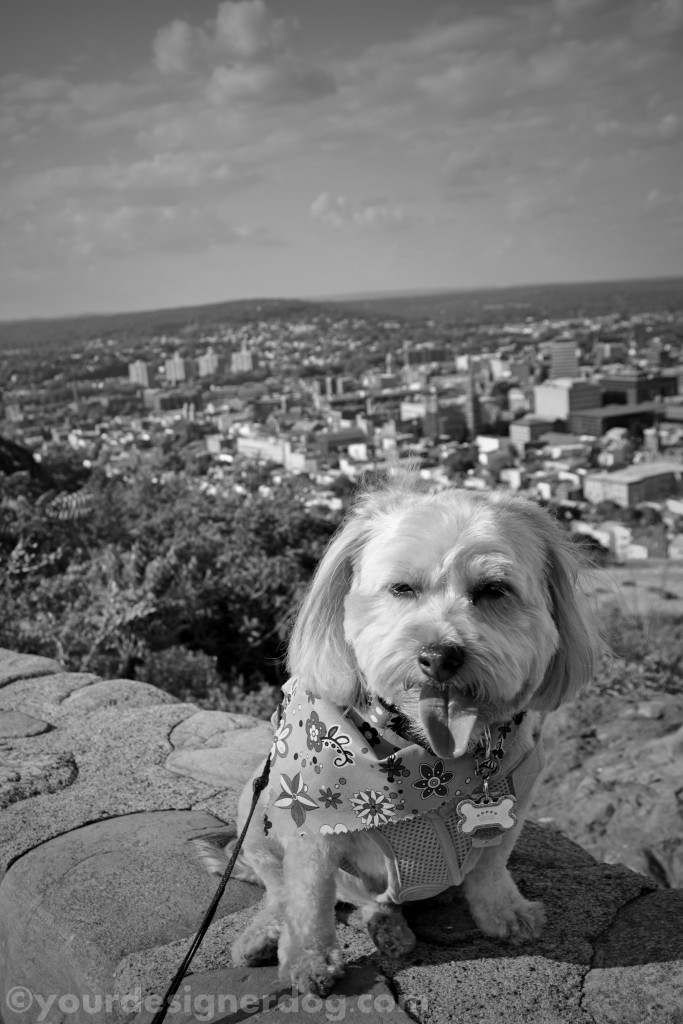 dogs, designer dogs, yorkipoo, yorkie poo, overlook, view point, black and white photography, tongue out