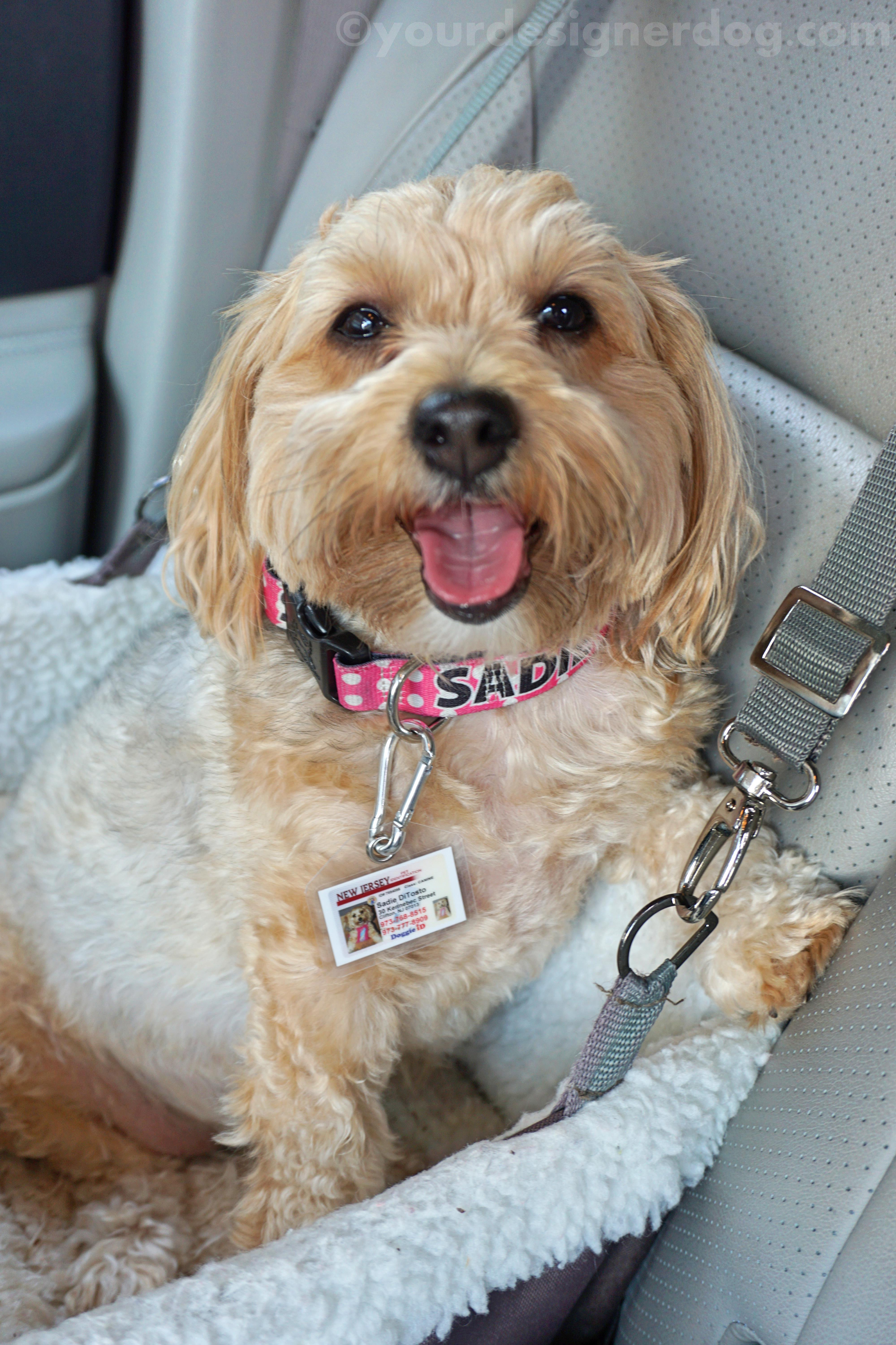 dogs, designer dogs, yorkipoo, yorkie poo, tongue out, dog smiling, id tag, driver's license