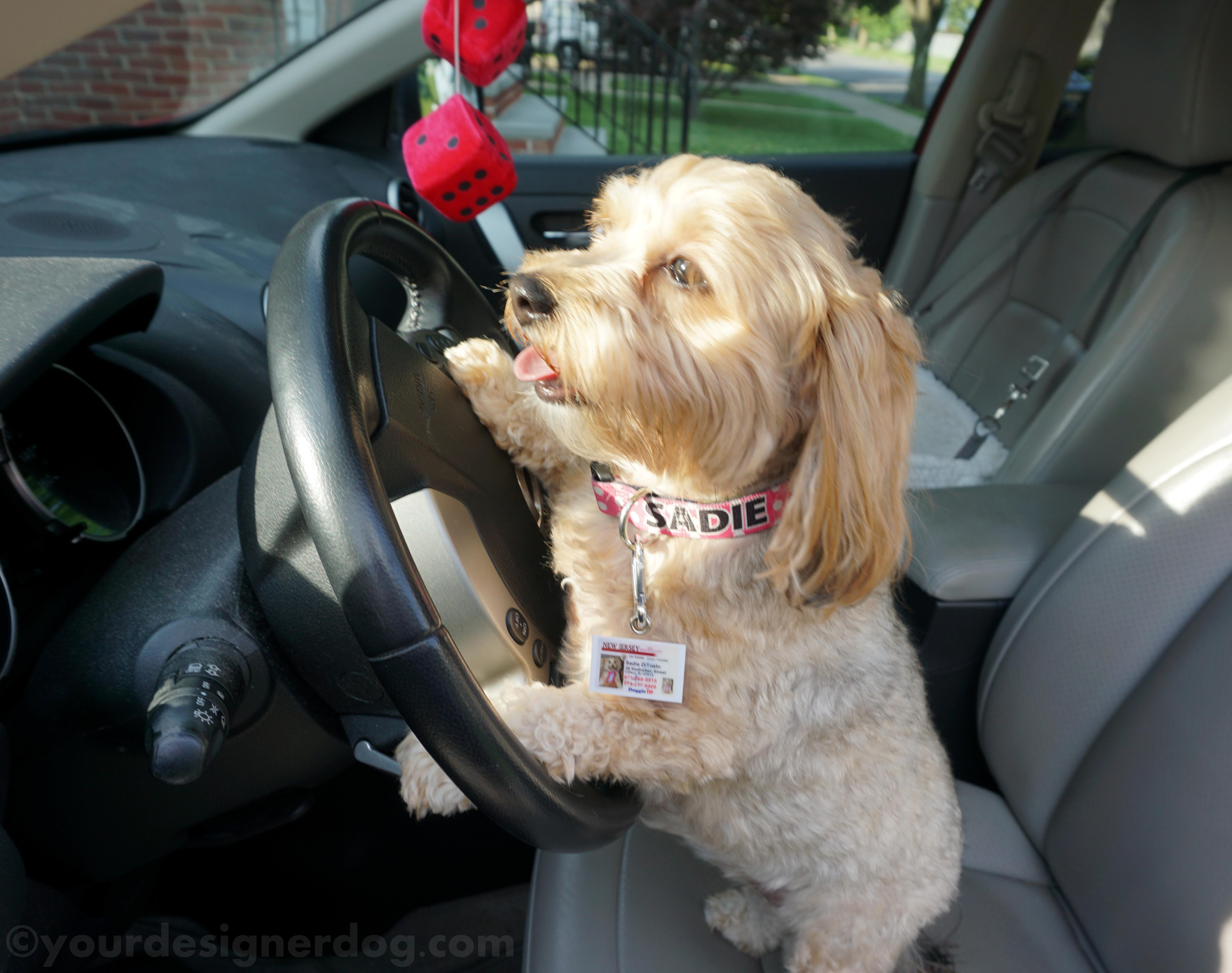 dogs, designer dogs, yorkipoo, yorkie poo, car, driver's license, dog tag, id tag