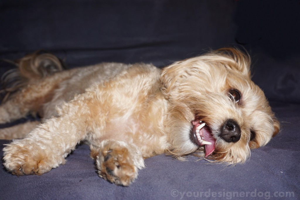 dogs, designer dogs, yorkipoo, yorkie poo, dog smiling, tongue out, happy dog, exhausted
