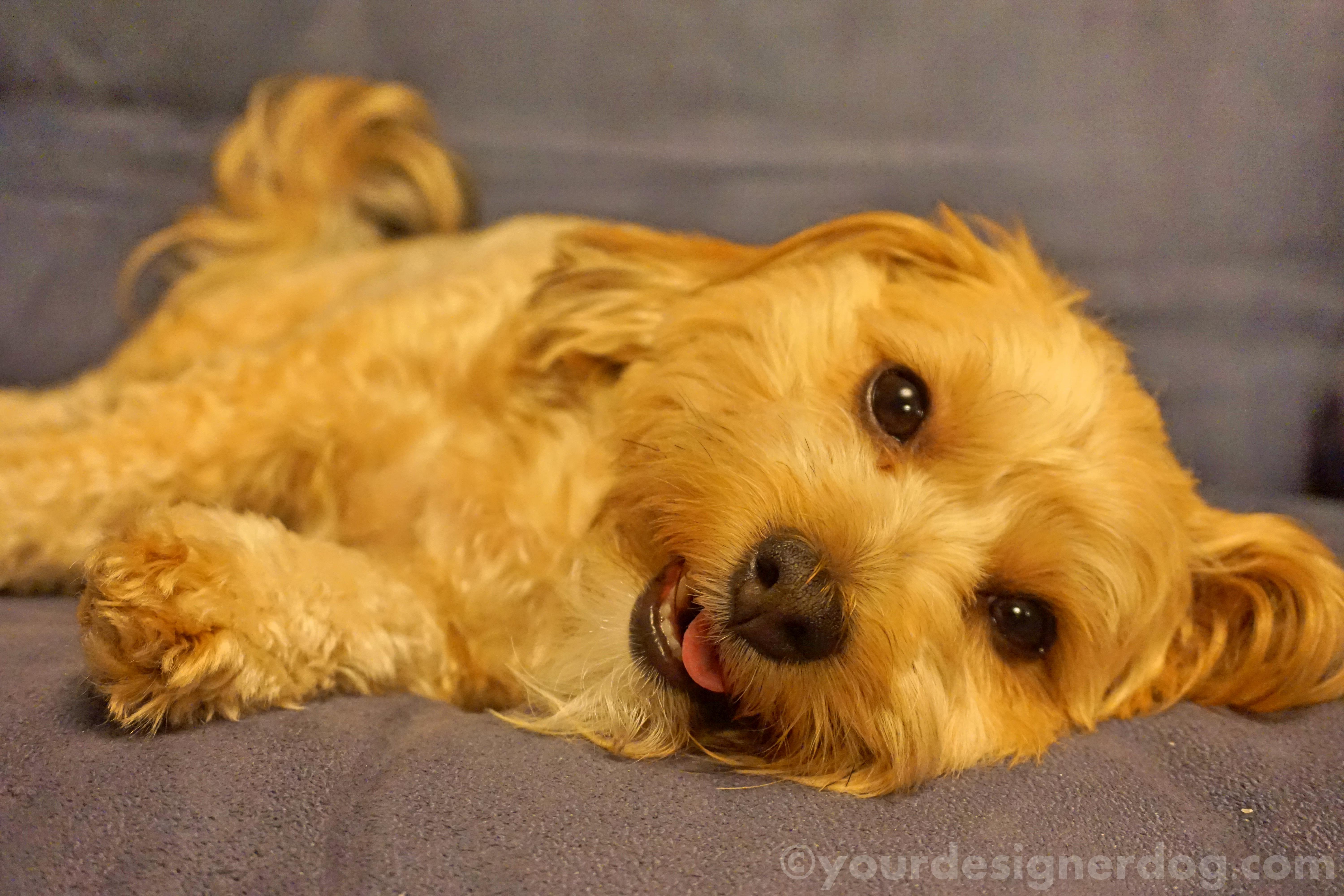 dogs, designer dogs, yorkipoo, yorkie poo, dog smiling, tongue out, happy dog, exhausted