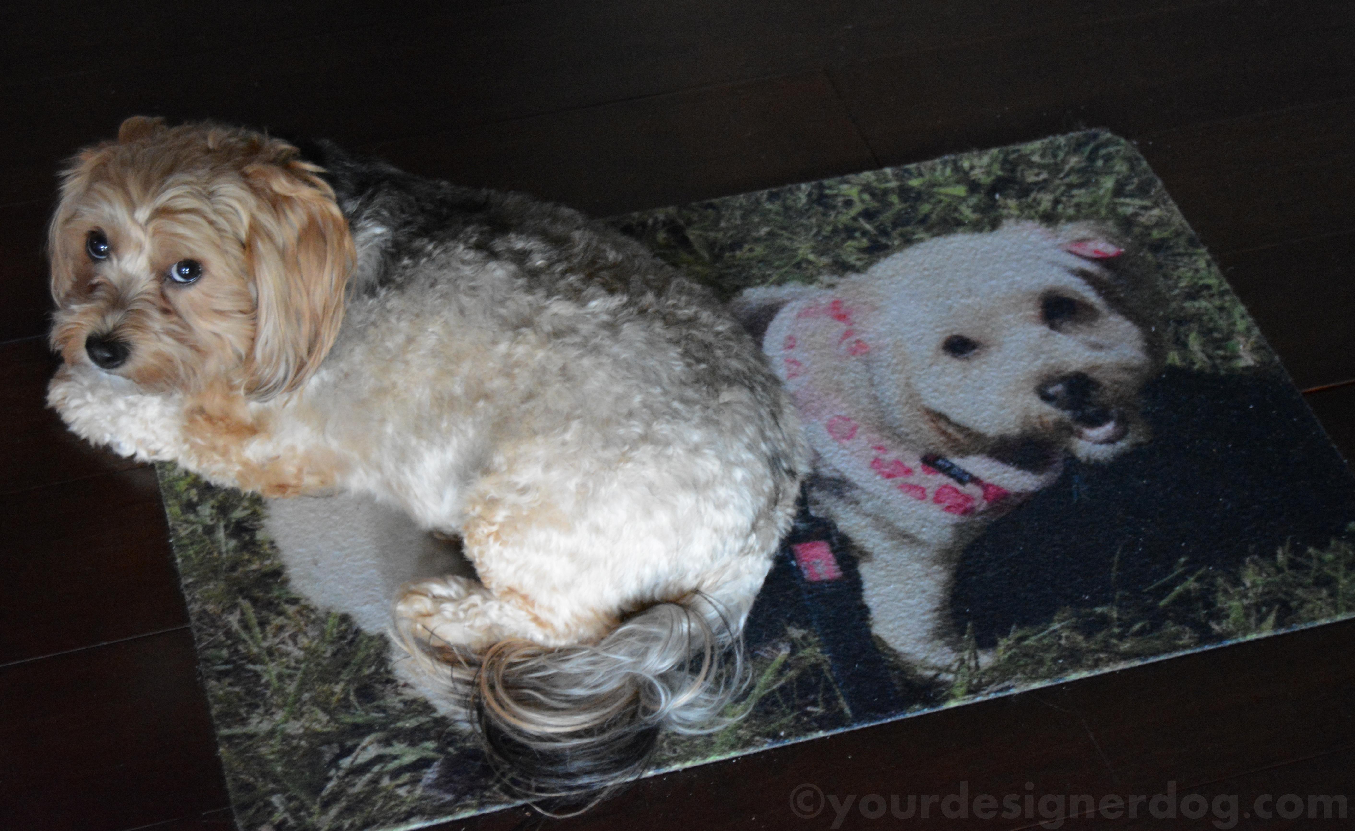dogs, designer dogs, yorkipoo, yorkie poo, rug, welcome mat, double, twins