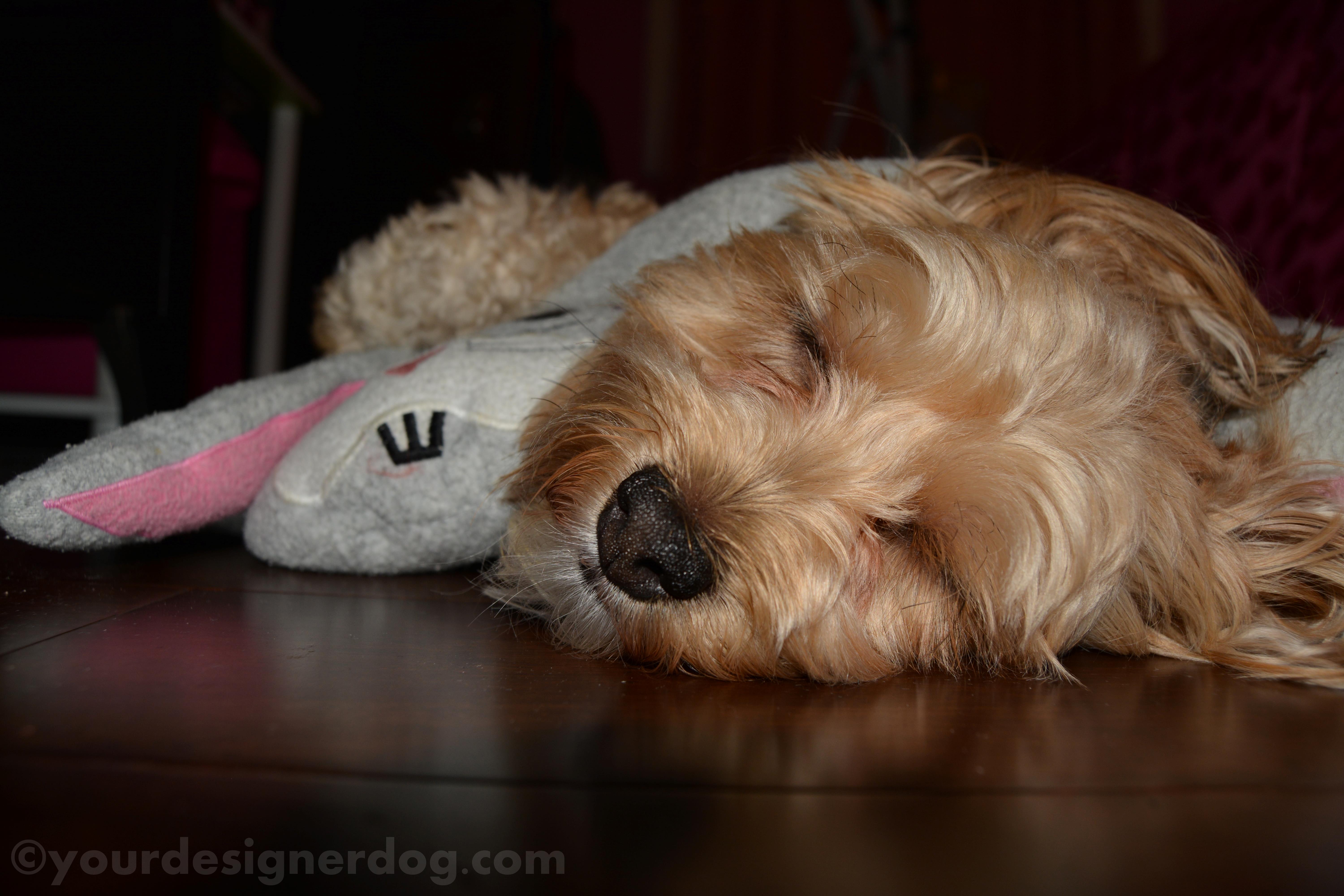 dogs, designer dogs, yorkipoo, yorkie poo, sleepy puppy, snuggly, stuffed animal, bunny