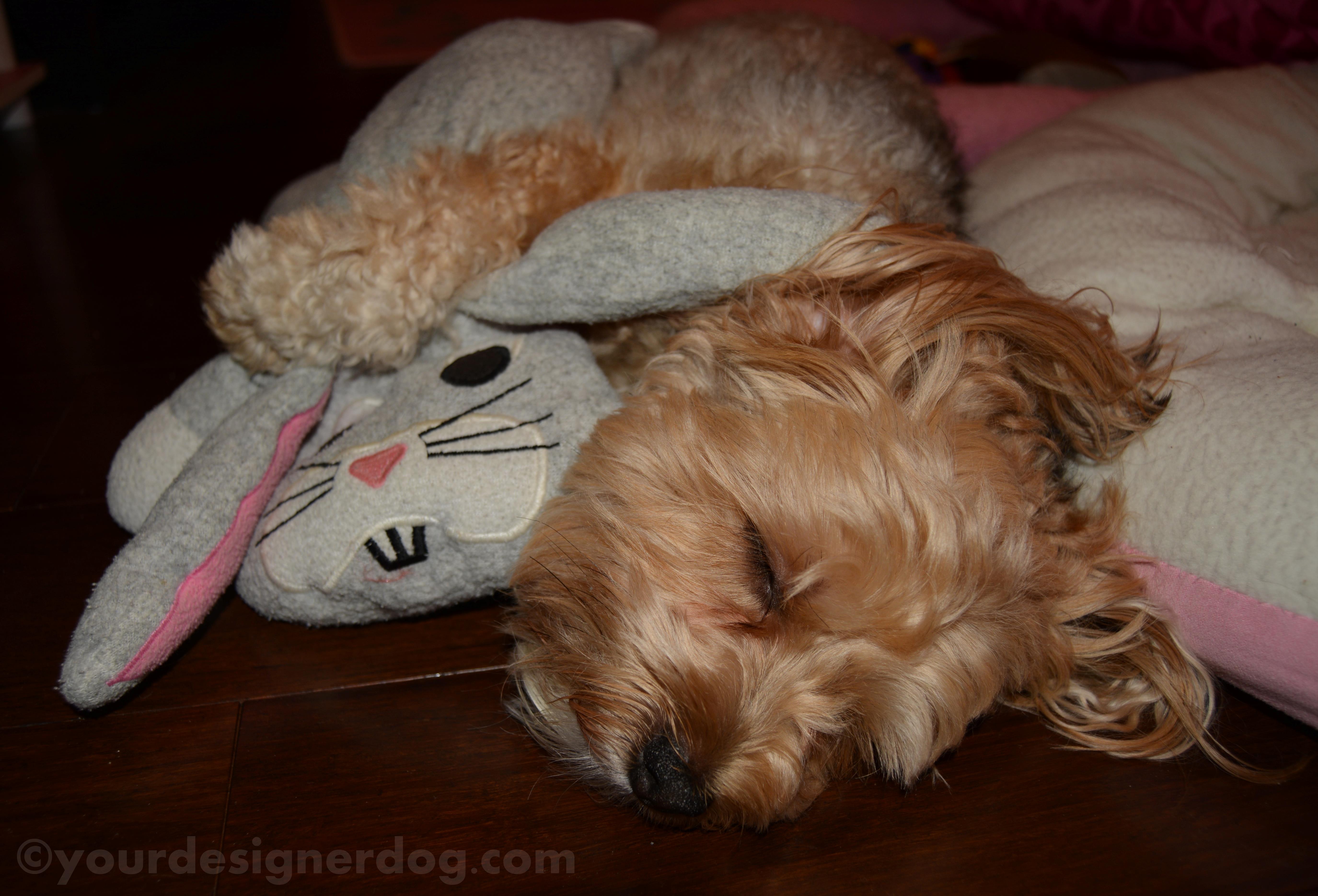 dogs, designer dogs, yorkipoo, yorkie poo, sleepy puppy, snuggly, stuffed animal, bunny