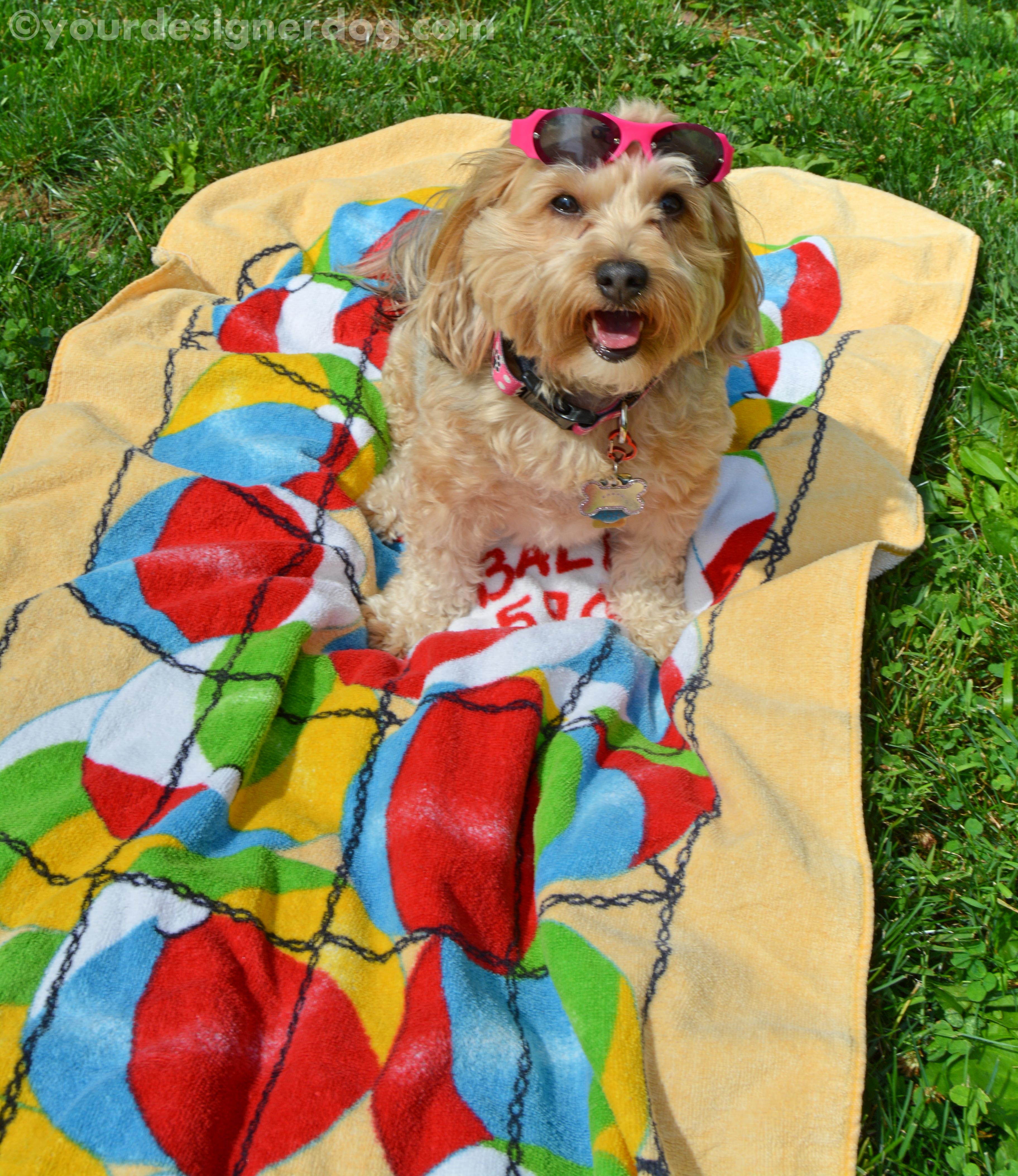 dogs, designer dogs, yorkipoo, yorkie poo, summer, sun glasses, beach towel, dog smiling