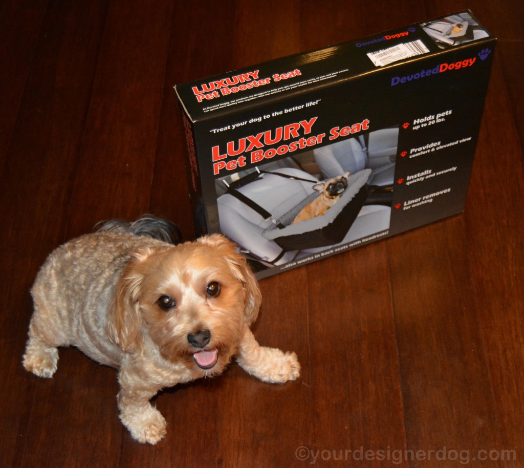 dogs, designer dogs, yorkipoo, yorkie poo, booster seat, car seat