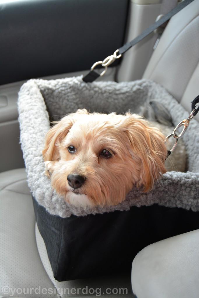 dogs, designer dogs, yorkipoo, yorkie poo, booster seat, car seat