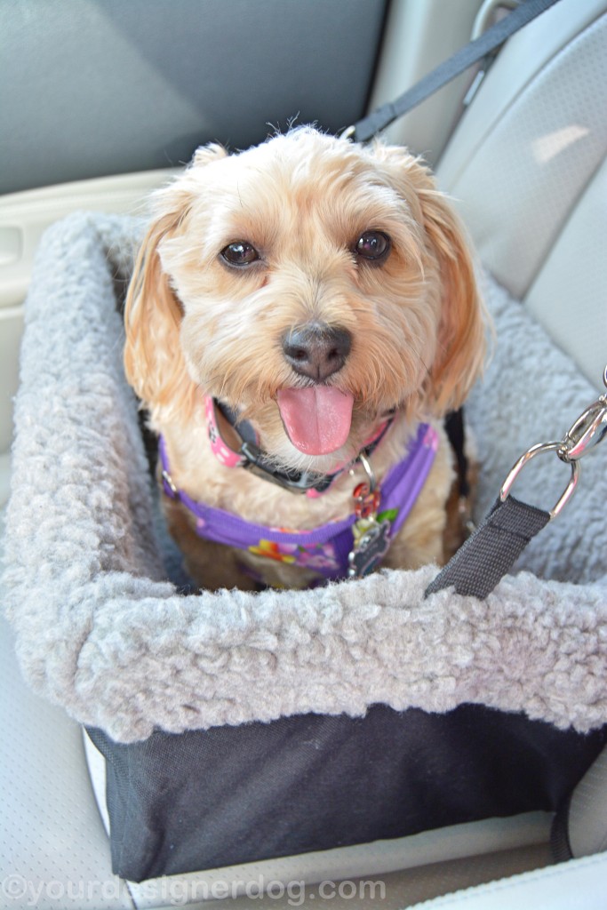 dogs, designer dogs, yorkipoo, yorkie poo, booster seat, car seat