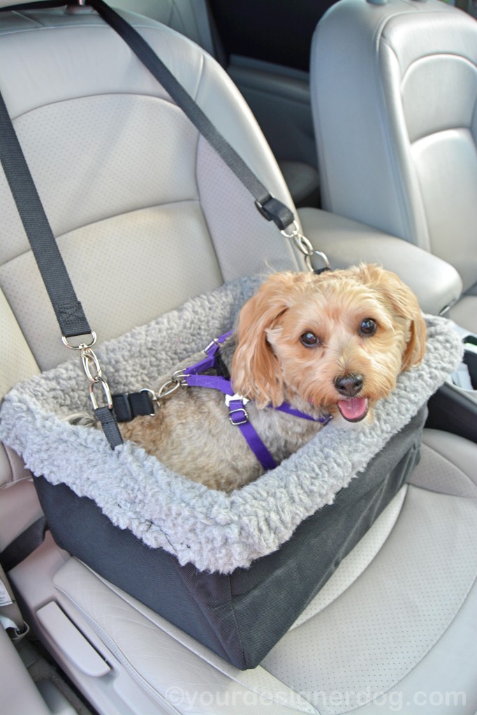 dogs, designer dogs, yorkipoo, yorkie poo, booster seat, car seat