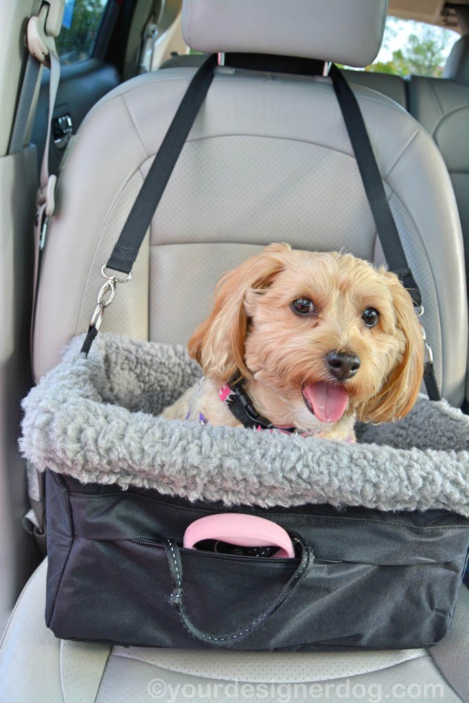 dogs, designer dogs, yorkipoo, yorkie poo, booster seat, car seat