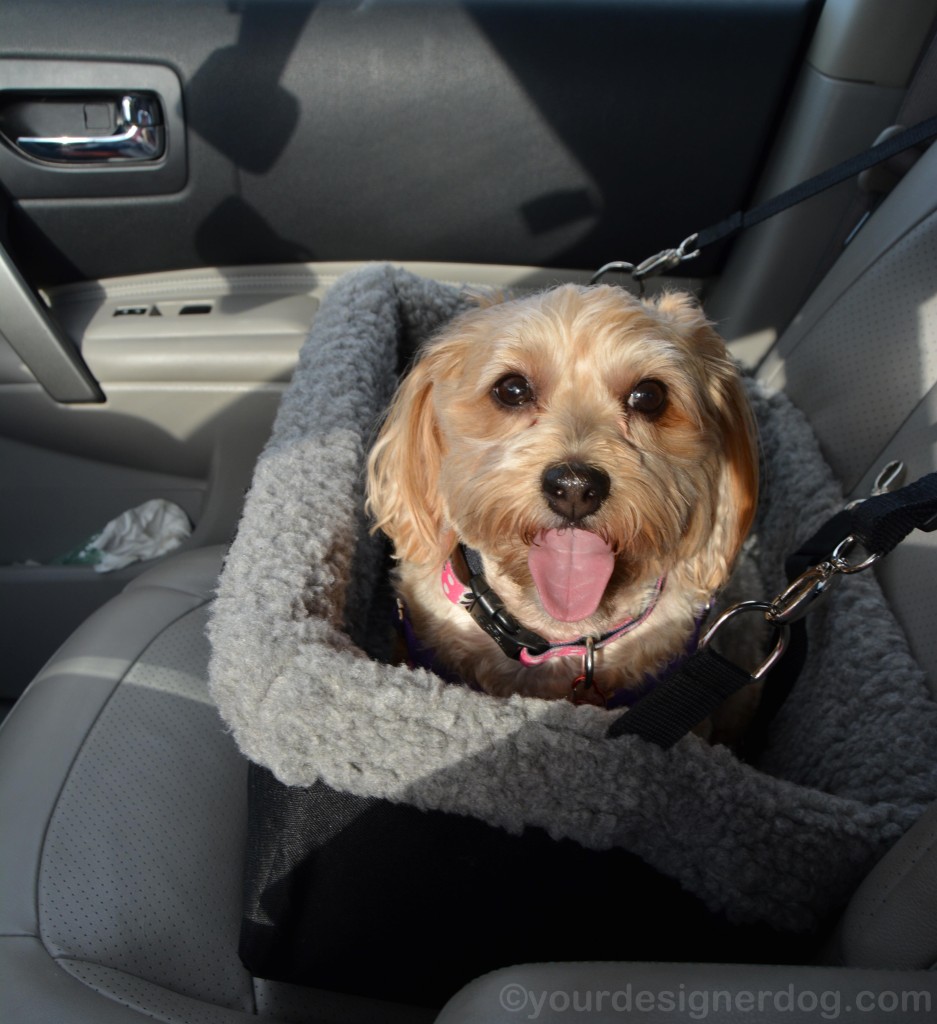 dogs, designer dogs, yorkipoo, yorkie poo, booster seat, car seat