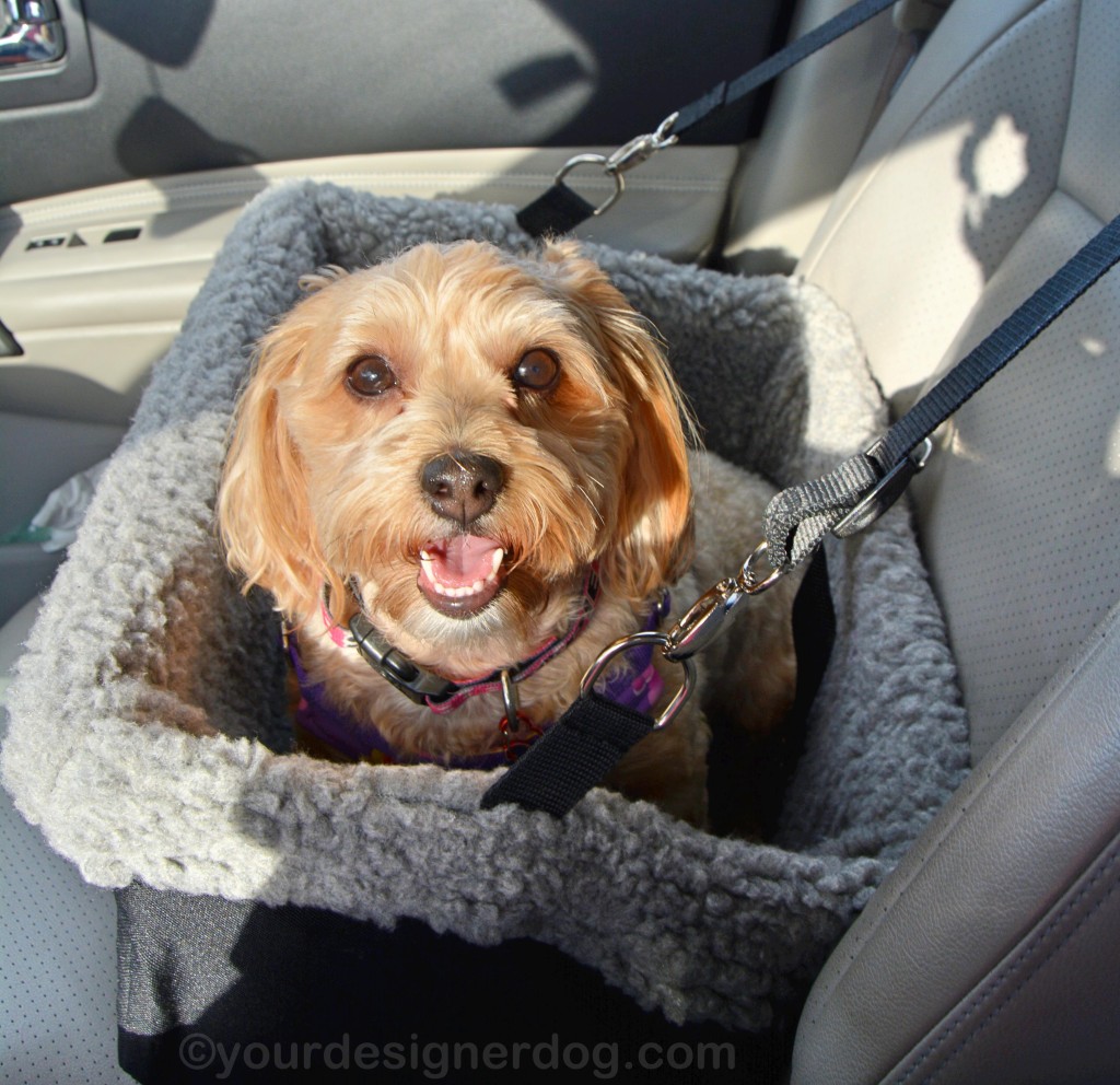 dogs, designer dogs, yorkipoo, yorkie poo, booster seat, car seat