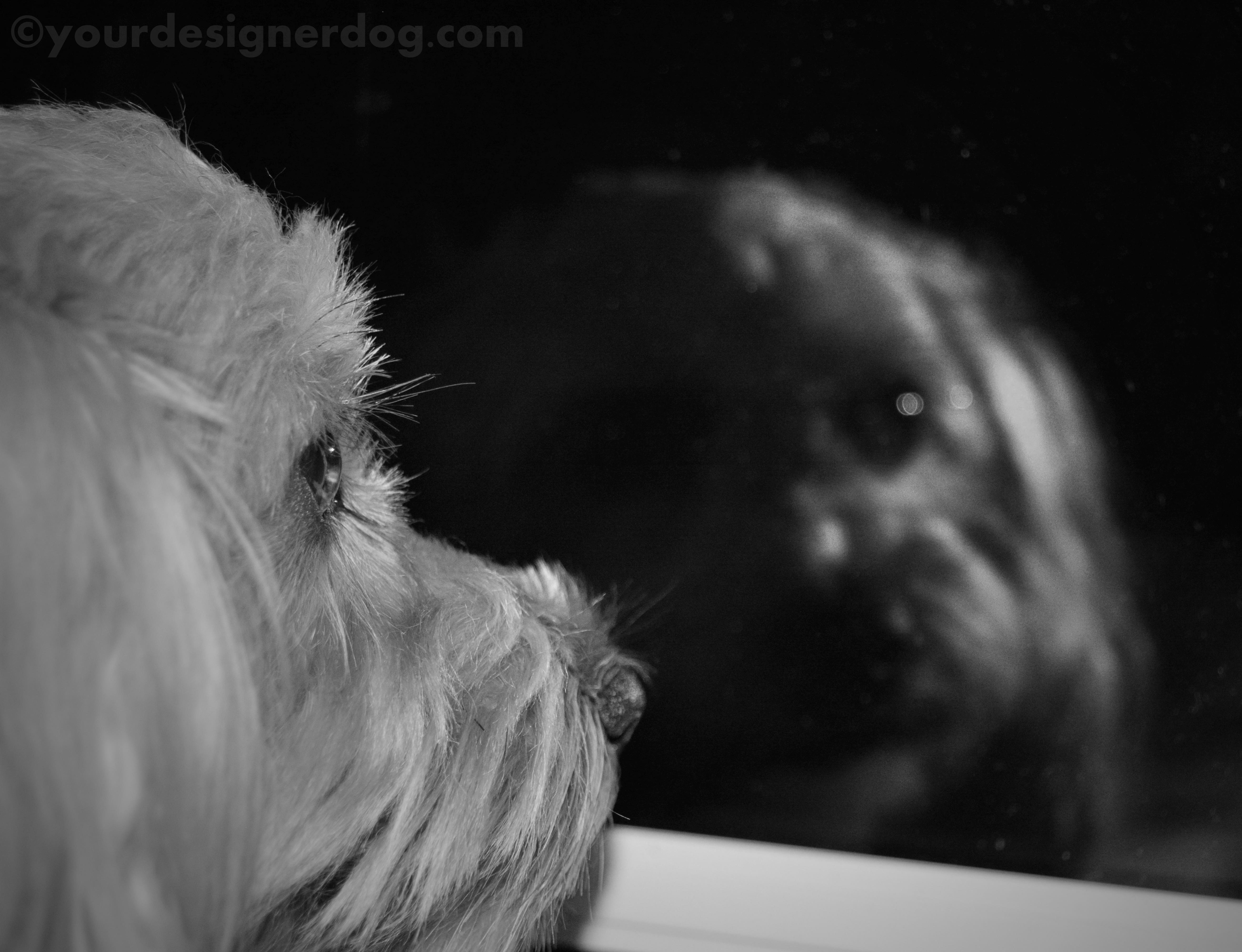 dogs, designer dogs, yorkipoo, yorkie poo, black and white photography, reflection