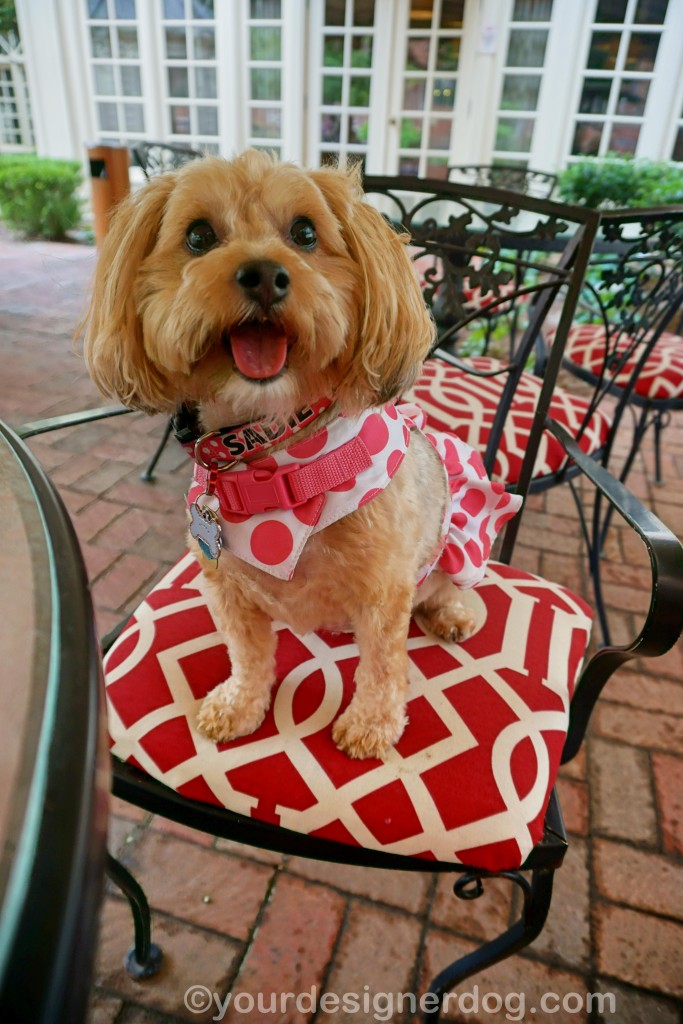 dogs, designer dogs, yorkipoo, yorkie poo, dog friendly dining, outdoor dining