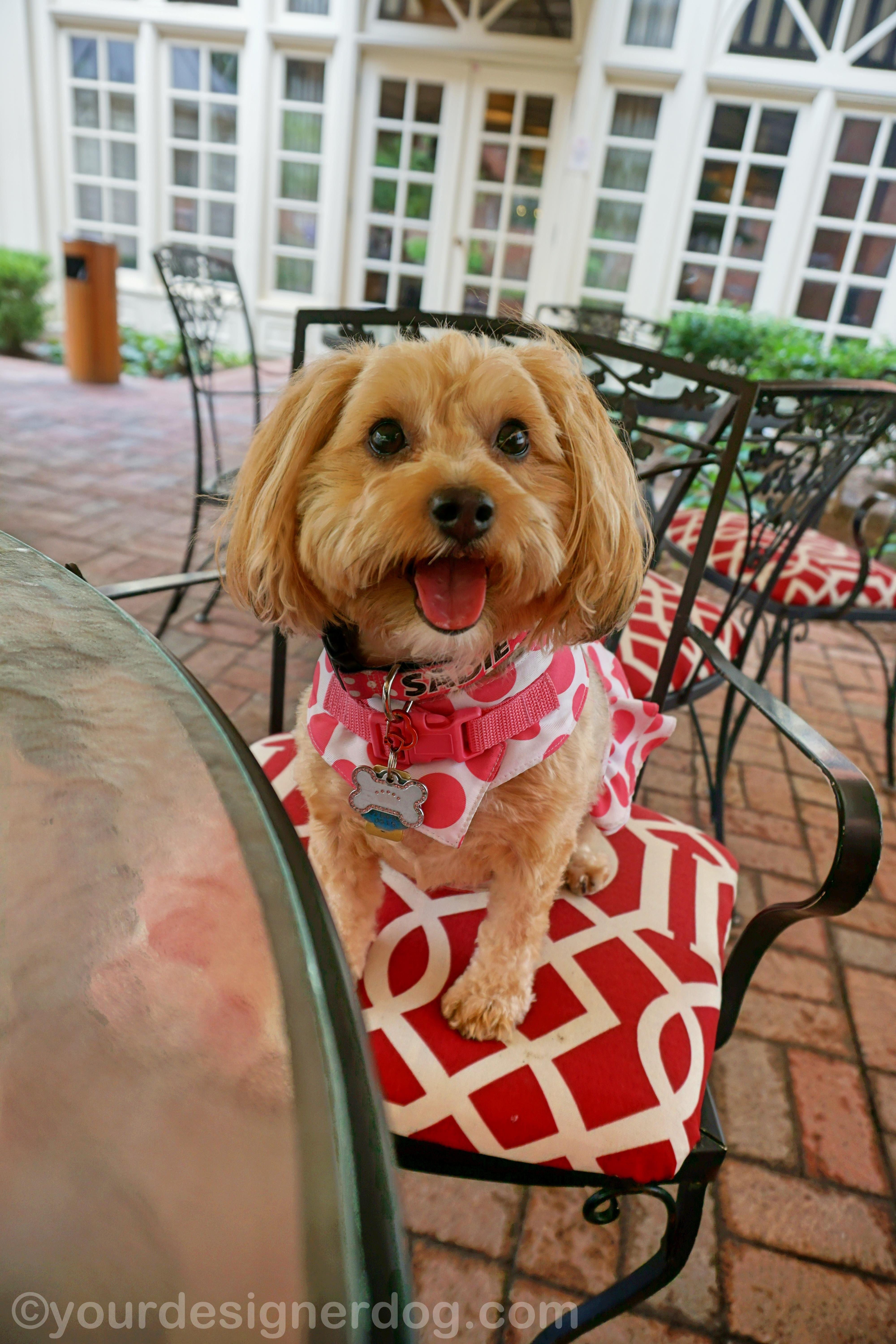 dogs, designer dogs, yorkipoo, yorkie poo, dog friendly dining, outdoor dining