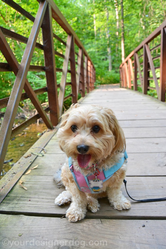 dogs, designer dogs, yorkipoo, yorkie poo, nature, bridge, forest, dog smiling