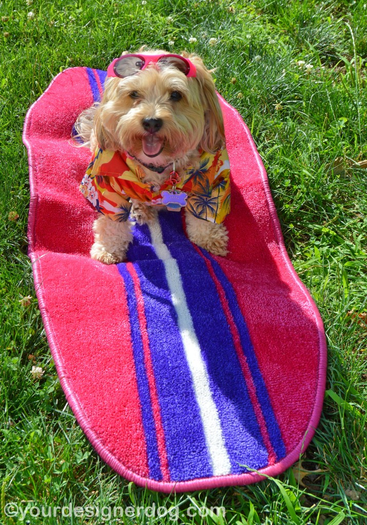 dogs, designer dogs, yorkipoo, yorkie poo, dog clothes, hawaiian shirt, micha doggy wear